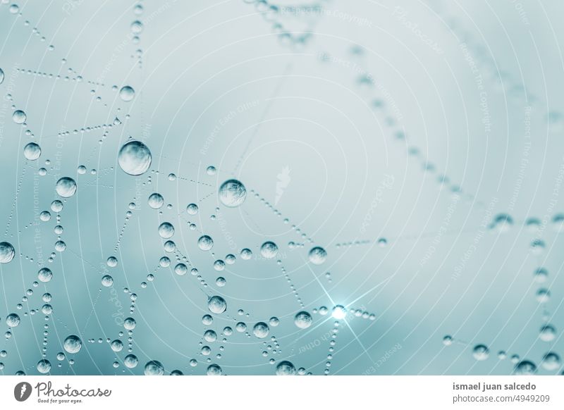 raindrops on the spider web in rainy season, blue background net spiderweb nature droplet bright shiny outdoors abstract textured water wet minimal fragility