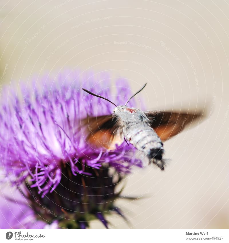dovetails Nature Animal Italy Calabria Europe Butterfly 1 Flying Parco Nazionale dell Aspromonte Sprinkle Airplane landing Colour photo Exterior shot
