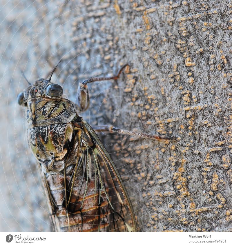 Cicada III Animal Italy Calabria Europe Insect 1 Nature Tree bark chirp Colour photo Exterior shot Macro (Extreme close-up) Deserted Copy Space right
