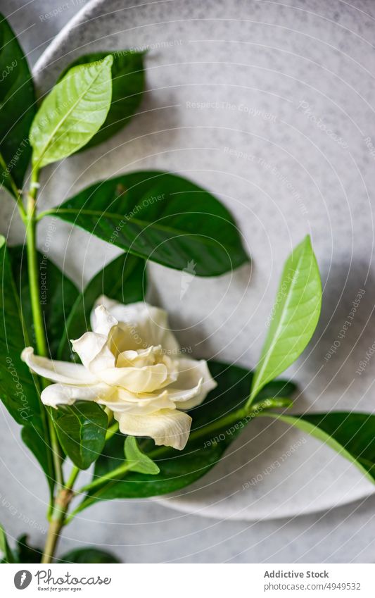 Tender white flower placed on ceramic plates on table rose plant elegant Gardenia jasminoides petal camellia decor flora floristry delicate decoration bloom