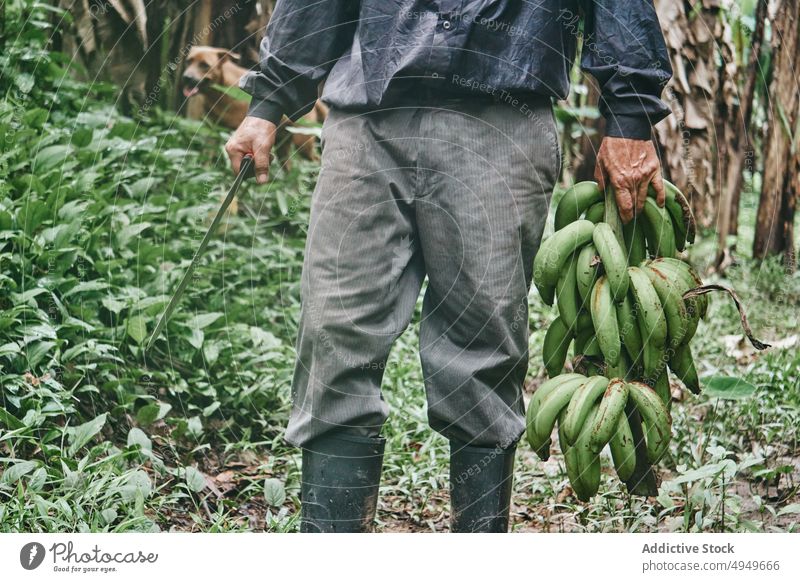 Anonymous man with bananas walking amidst trees farmer harvest work summer countryside agriculture male hispanic ethnic fruit bunch organic plantation ripe
