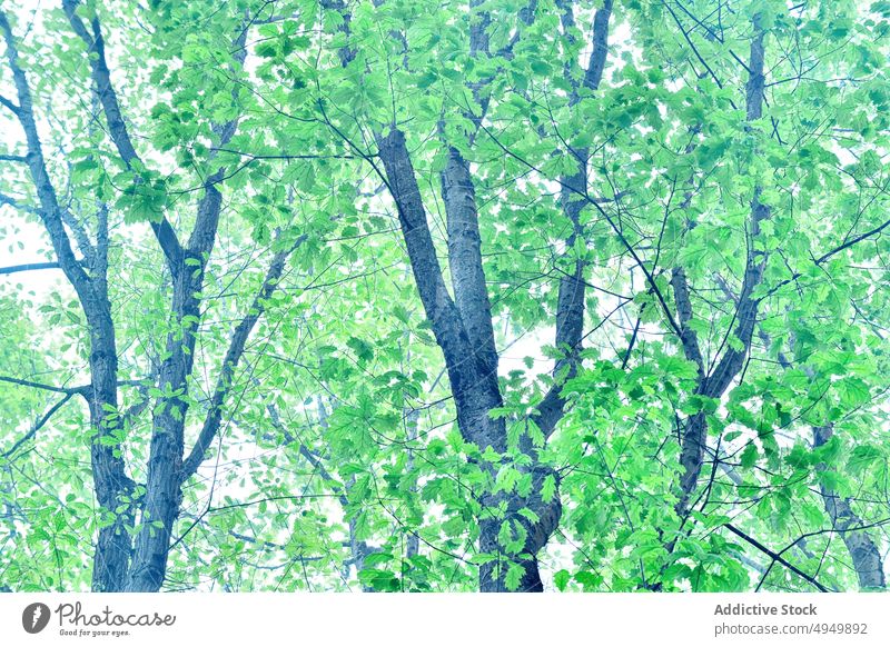 Green oak trees in park leaf green fresh foliage spring forest lush sunlight daytime organic vibrant tranquil season summer natural verdant woodland tall grow