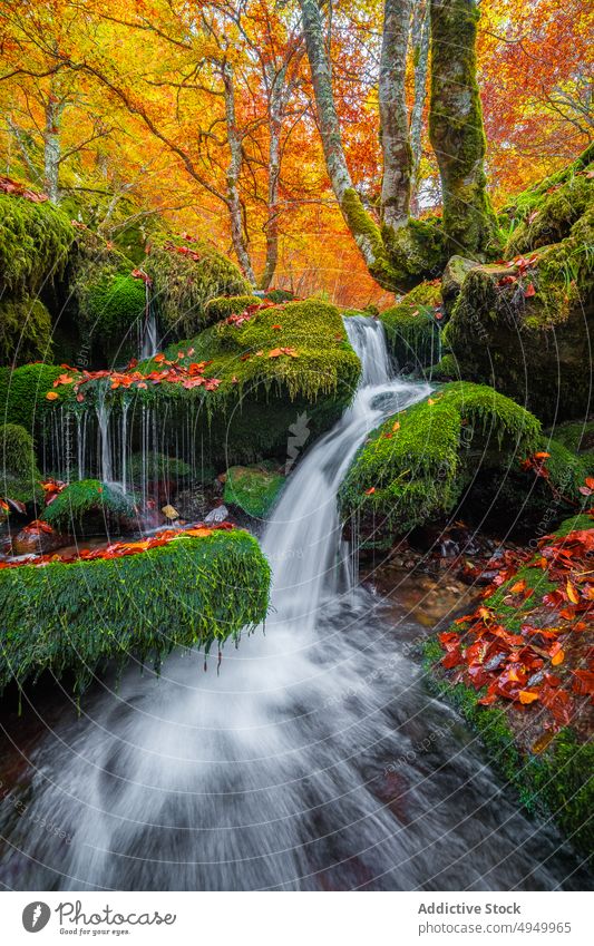 Clean water flowing on mossy stones brook clean autumn leaf cover fast argovejo spain lichen creek rock scenic season wet boulder cascade formation waterfall