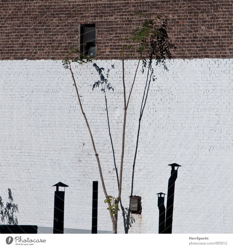 roof garden Plant Tree New York City Building Wall (barrier) Wall (building) Chimney Thin Gloomy poor Tree trunk tall Ambitious Brick wall Colour photo
