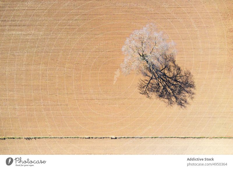 Drone view of bare tree on sandy terrain in sunlight leafless landscape dry nature scenery lonely scenic picturesque wild untouched shadow field spectacular