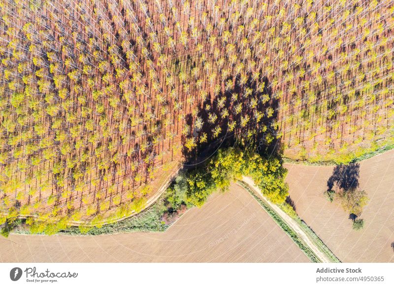 Scenic drone view of rows of trees growing in countryside in sunlight field background abstract scenery landscape nature plantation flora environment
