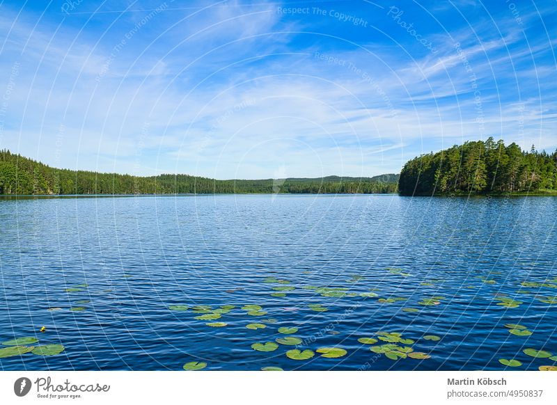 on a lake in Sweden in Smalland. Water lily field, blue water, sunny sky, forests sweden smalland vacation relaxation travel nature water lilies summer peaceful