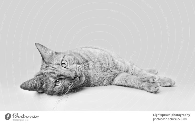 Cute tabby cat lying down and looking at camera. Black and white image with copy space. Looking At Camera isolated animal pet domestic feline putty cute For