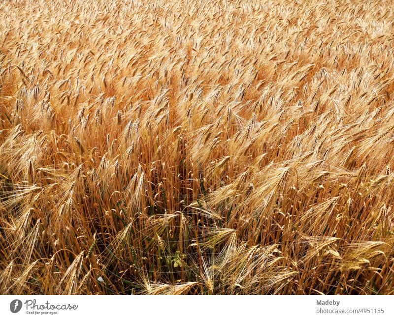 Field and agricultural area with barley in summer sunshine in Oerlinghausen near Bielefeld on the Hermannsweg in the Teutoburg Forest in East Westphalia-Lippe