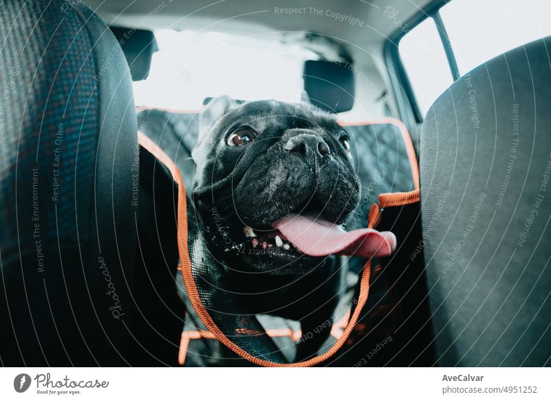 Funny French Bulldog dog waiting on the car ready for a walk, portrait image. Pet concept. Taking care of the man best friend. Woman taking his dog to a walk during a sunny day. Funny dog breed