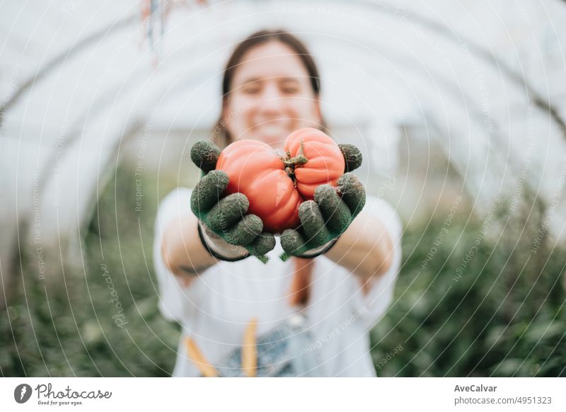 young woman harvesting fresh tomatoes vegetables from the greenhouse while using gloves and showing to camera. Sustainability and healthy food concept. Organic raw products grown on a home farm