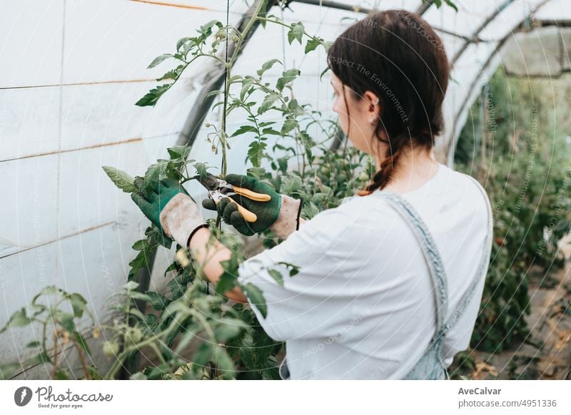 young woman harvesting fresh vegetables from the greenhouse while using gloves to grow vegetables. Sustainability and healthy food concept. Bio eco. Organic raw products grown on a home farm