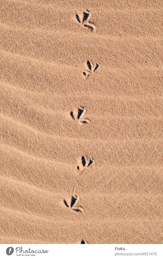 Bird tracks in the sand Sand texture background Beach Sandy beach beach sand structure Grains of sand Nature Summer coast Exterior shot Ocean Vacation & Travel