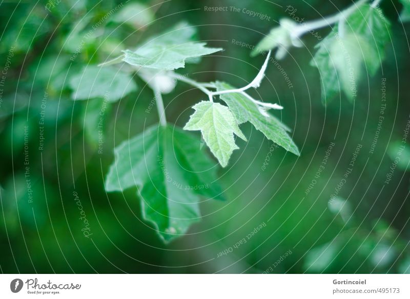 leaf green Environment Nature Plant Tree Leaf Green Leaf green Dark Natural Blur Colour photo Exterior shot Copy Space left Copy Space right Copy Space bottom