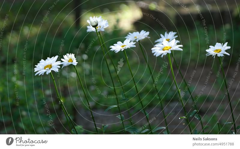 Bunch of daisies in the grass background beautiful bunch daisies grass environment flowers garden green growth happy health light love nature pattern romantic