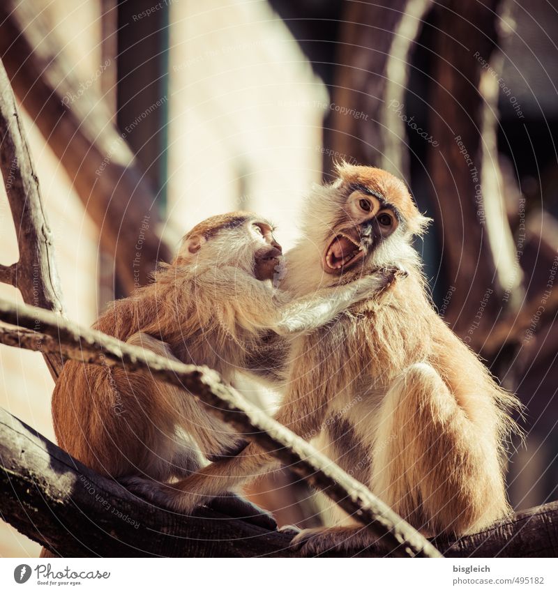 Ouch! Animal Monkeys 2 Scream Argument Aggression Wild Brown Stress Anger Colour photo Exterior shot Day