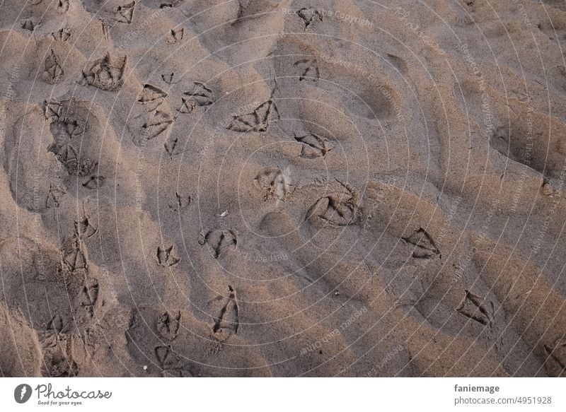 Traces in the sand Sand Tracks gulls Seagull feet footsteps footprints sandy Summer Summer vacation sunny warm Warmth Beach coast Sandy beach Exterior shot