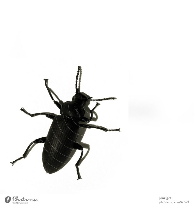 Black bug. Bow Insect Crawl Pests Beetle black beetle black bug Macro (Extreme close-up)