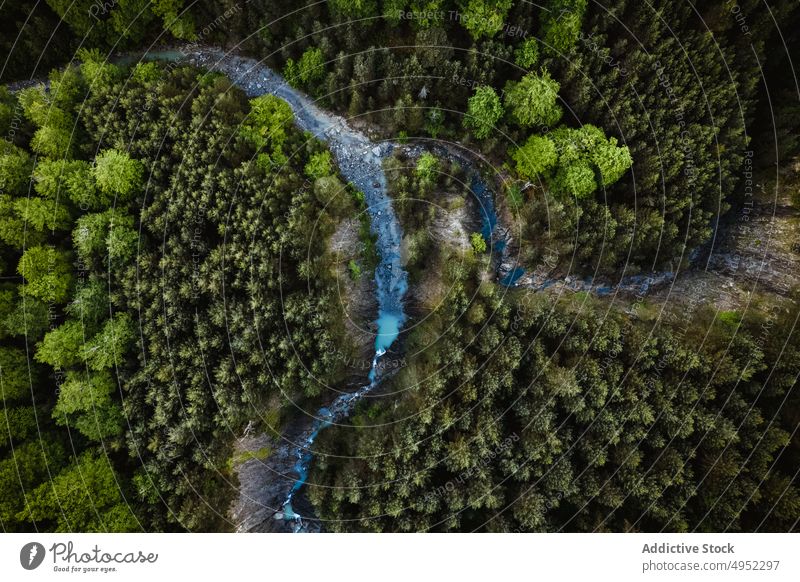 Creek flowing through forest with trees creek brook woods water plant nature woodland stream environment green landscape spain vegetate summer scenery lush