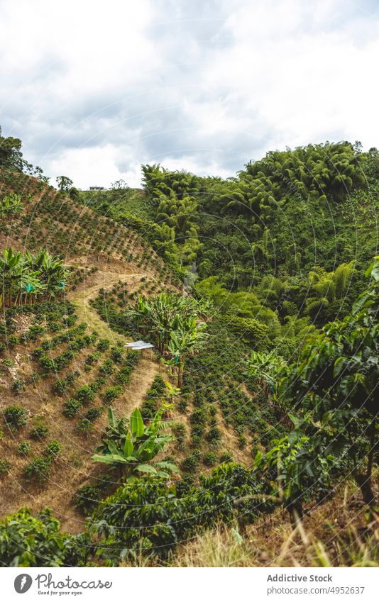 Coffee plantation on hill with steps coffee tree agriculture landscape tropical hillside green nature organic cultivate fresh farm growth path bush pathway