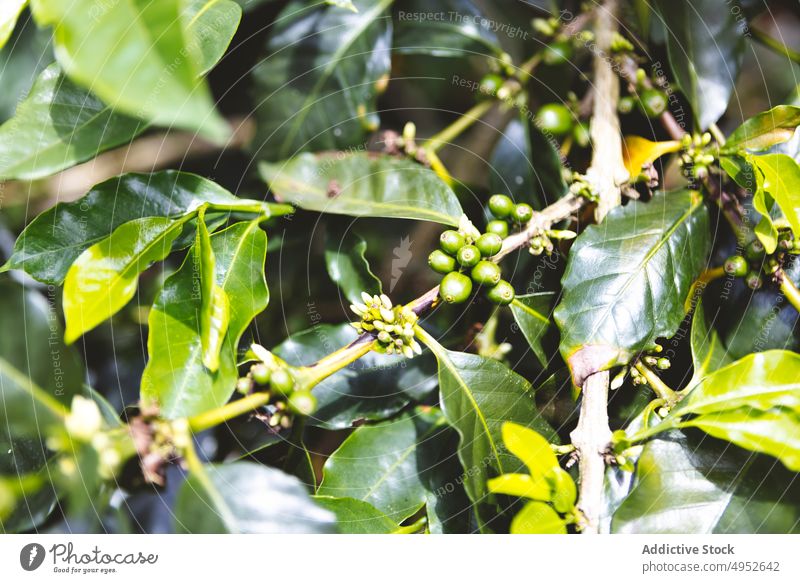 Green coffee berries on branch berry fruit tree plantation agriculture green unripe harvest nature organic cultivate fresh farm growth flora vegetate colombia