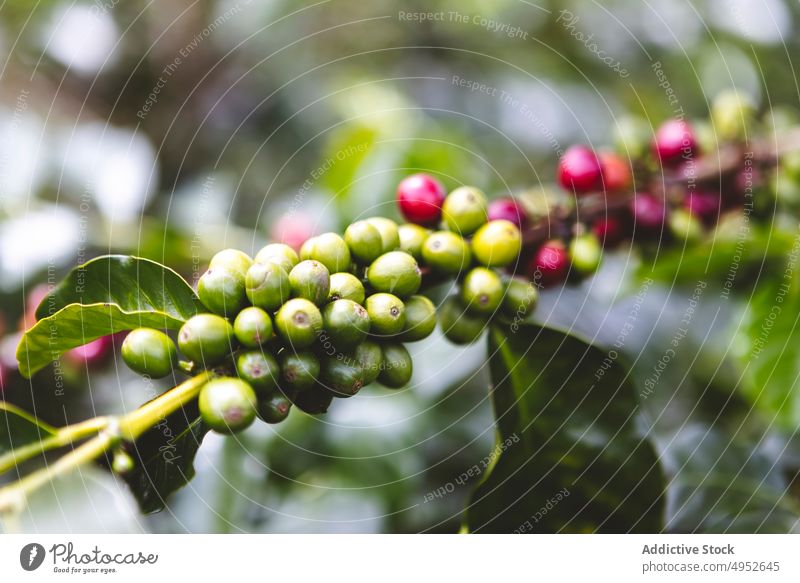 Branches of coffee tree with fruits plantation branch agriculture ripe harvest green nature organic cultivate fresh farm growth flora vegetate colombia armenia