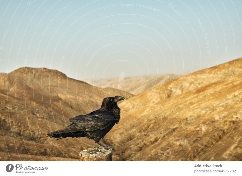 Raven on wooden post against mountain in daytime raven bird ornithology fauna avian omnivore nature highland black plumage pointed beak feather attentive sky
