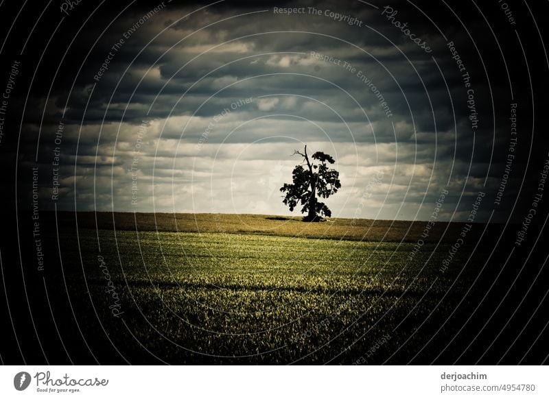 A lonely tree in a wide field stands alone in the field..Above him is a strong cloud formation. Tree Exterior shot Colour photo Nature Day Deserted naturally