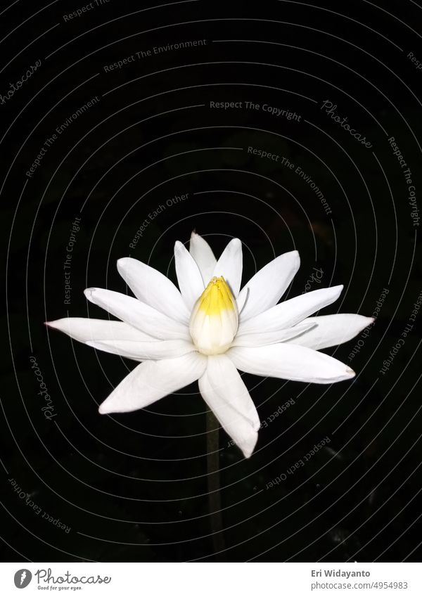 white lotus flower blooms at night nature plant background blossom blooming leaf green floral botany beauty garden closeup beautiful petal natural lily pond