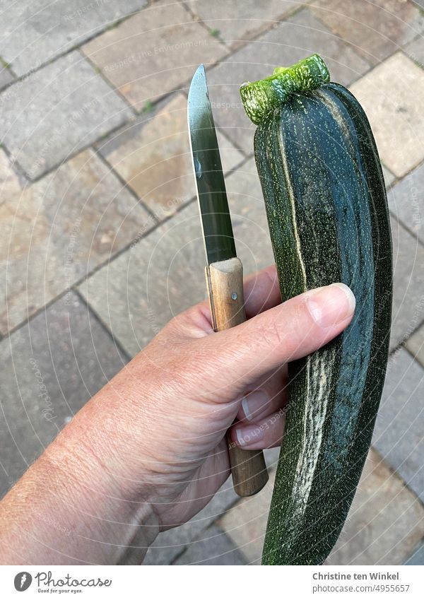 Hold a freshly harvested zucchini and a knife in your hand Zucchini Zucchino Knives own harvest Hand Vegetable Vegetarian diet Vegan diet Green Delicious