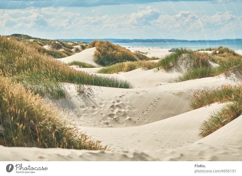 Sand dunes on the beach of Saltum Beach duene vacation coast North Sea Denmark Vacation & Travel Ocean Nature Landscape Sky Marram grass North Sea coast Clouds