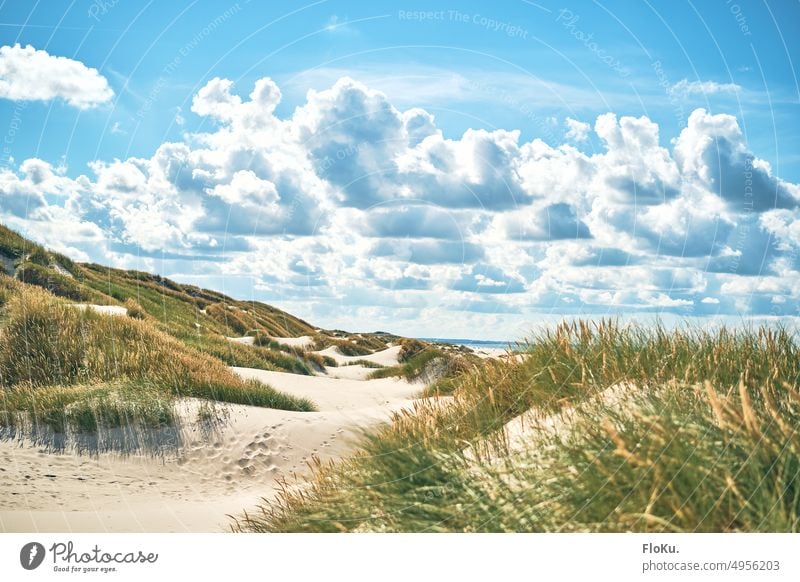 Coastal landscape in the north of Denmark coast dunes coastal landscape Nature Landscape Summer Sun vacation Vacation mood dune landscape Marram grass Ocean