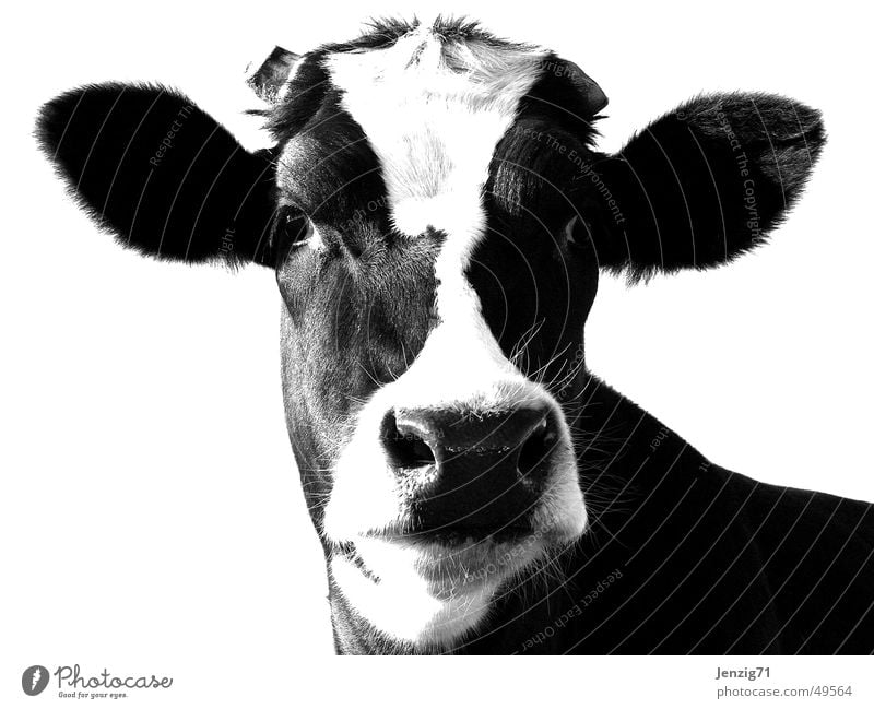 Producer. Cow Bull Udder Barn Cattle Livestock Animal Pasture