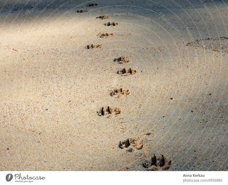 Animal tracks on the beach in the golden sand leave traces Tracks Sand Beach Footprint Imprint Animal Trace Day Tracking Pawprint Footprints in the sand