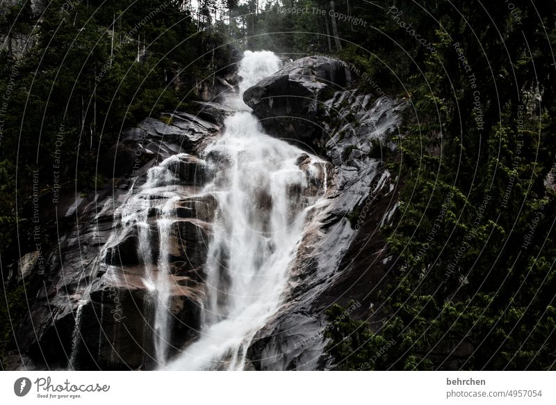 intoxication Mountain Rock Forest especially Whistler shannon falls Deserted Exterior shot Colour photo Natural phenomenon Hissing pretty Exceptional Waterfall