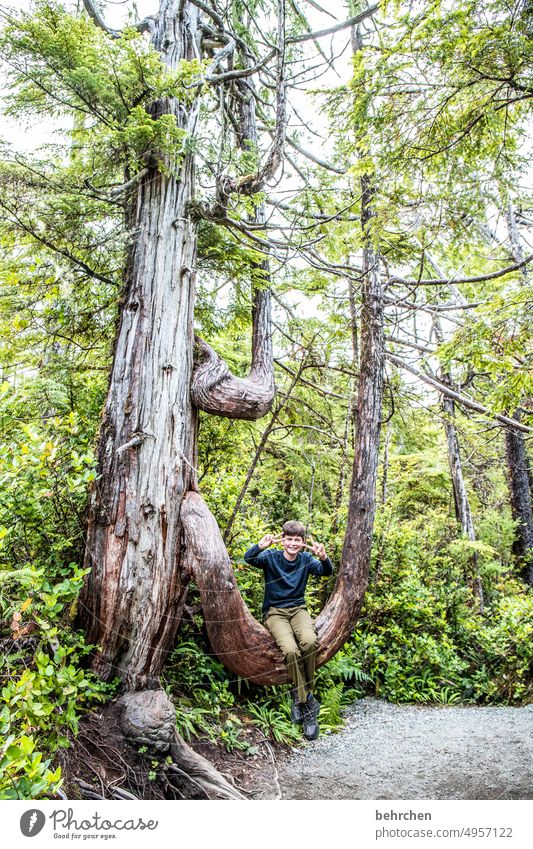 whims of nature | monkey swing Child Infancy Son Boy (child) gnarled Tree trunk Vacation & Travel Far-off places Wanderlust Vancouver Island Fantastic Adventure