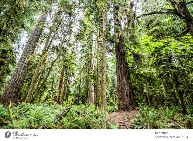 Rooted especially Impressive Climate protection Climate change Environmental protection Moss Redwood trees Green Vancouver Island Freedom Canada Forest
