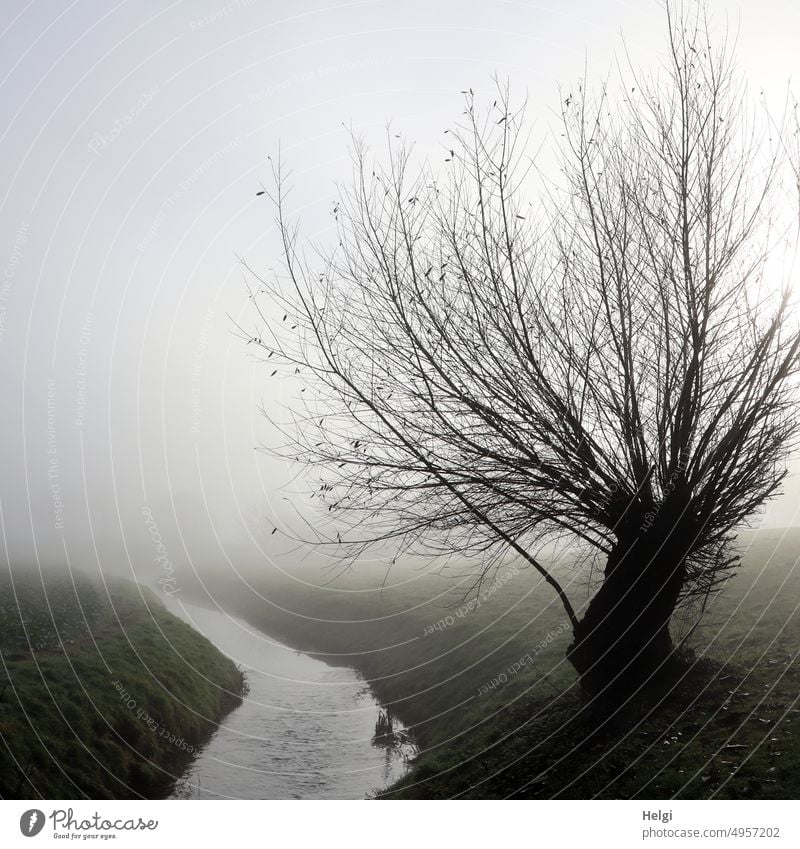Fog mood - bare pollarded willow stands in morning fog on meadow near stream Misty atmosphere Tree Willow tree Pollarded willow Brook River Meadow River bank