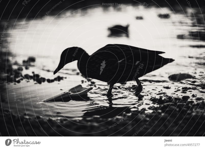 Duck in water Shadow Evening Lake Lakeside bank coast Toys Shovel Calm Water Idyll Pond silhouette Feather Peaceful Black & white photo black-and-white