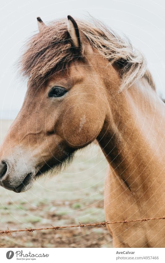 Portrait of an Icelandic light hair color horse ,Iceland animals, close up image of the native race of icelandic horses. Beauty animal in the wild natural wasteland of north Iceland.