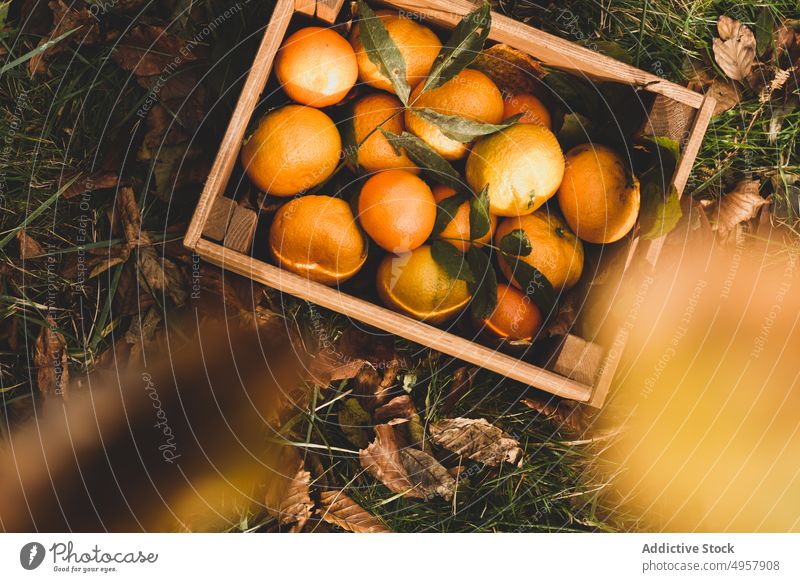 Fresh tropical fruits in wooden crate in autumn orchard orange harvest crop juicy exotic food ripe healthy horticulture natural garden fresh nutrition