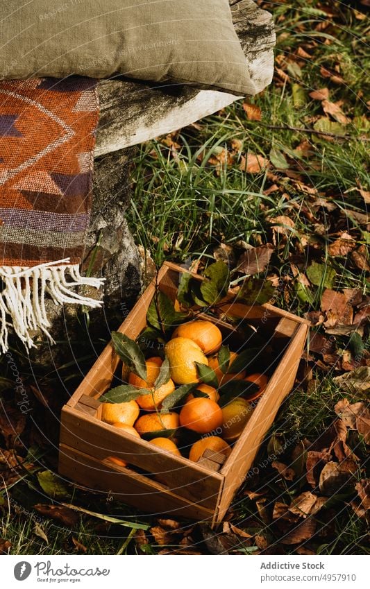 Fresh tropical fruits in wooden crate in autumn orchard orange harvest crop juicy exotic food ripe healthy horticulture natural garden fresh nutrition