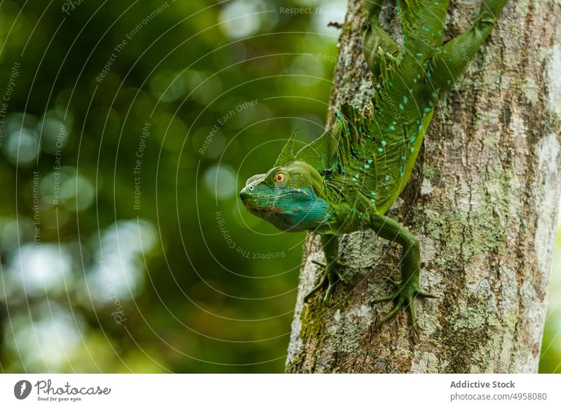 Green basiliscus plumifrons on tree in forest lizard green habitat natural trunk reptile plumed basilisk woodland summer lush environment woods nature wild