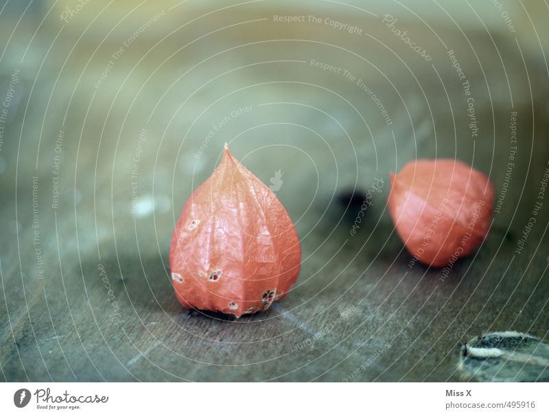 physalis Fruit Decoration Autumn Blossom Faded To dry up Red Physalis Chinese lantern flower Table decoration Autumn leaves Autumnal Wood Still Life