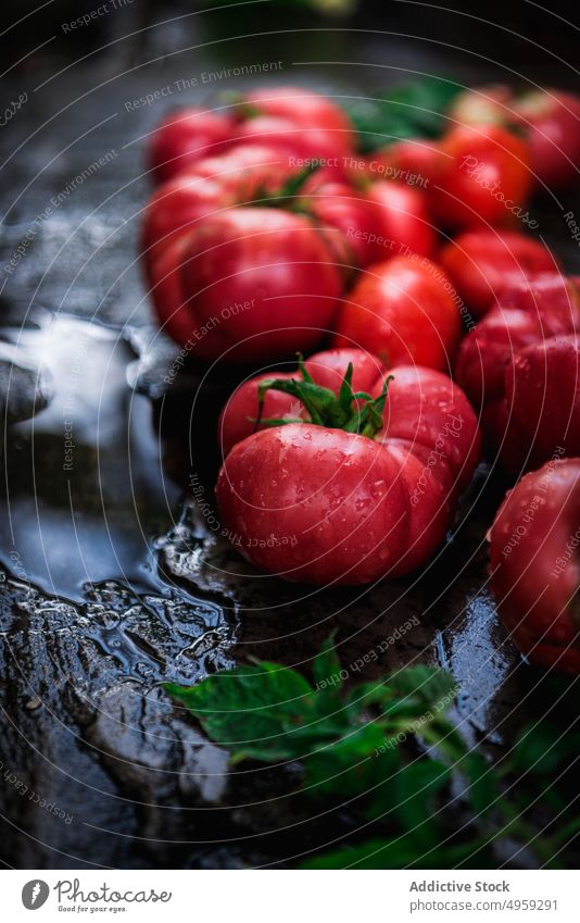 Red tasty wet tomatoes from the orchard food fruit grow farming healthy leaf vegetable garden juicy nature market nutrition color freshness above background