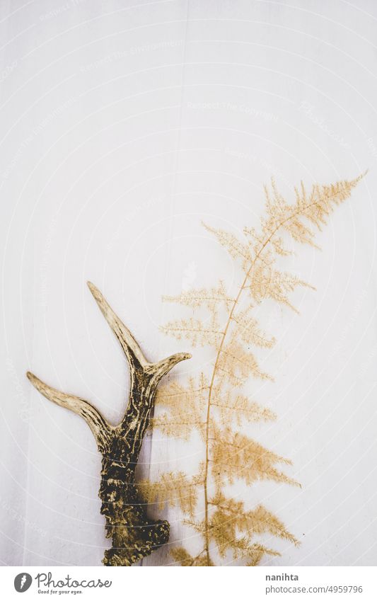 A real deer horn and a real dry fern against a white paper retro vintage wild boho decoration background still life beige texture wallpaper no people forest