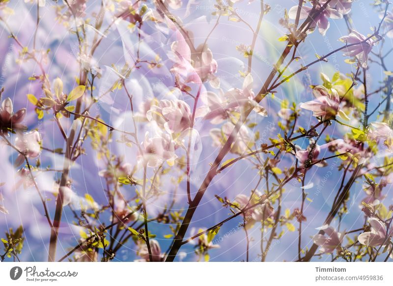 I dreamed of spring... Spring blossoms Delicate Pink magnolia Magnolia blossom leaves Green Twigs and branches Sky Blue Beautiful weather Double exposure Nature