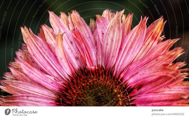 sonnenhutaufgang roter Sonnenhut Echinacea Blüte halb Detail Nahaufnahme Gesundheit Heilung Garten Hälfte teilen Sonnenaufgang