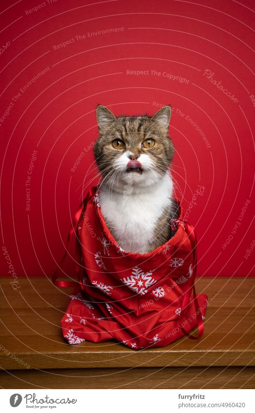 cute cat inside of red santa bag or christmas sack on red background feline pets xmas season's greetings holiday winter copy space fluffy fur portrait present