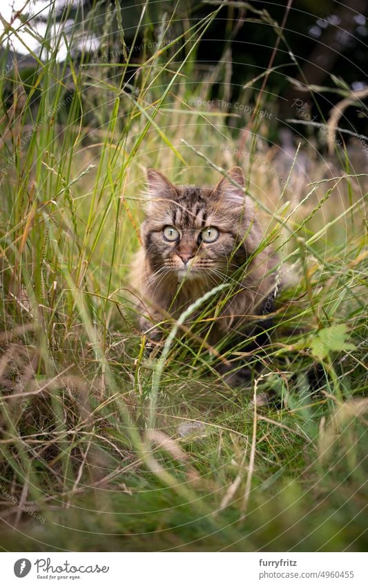 tabby cat outdoors on the hunt in high grass greenery foliage leaves garden front or backyard meadow one animal nature curious looking observing hiding lurking